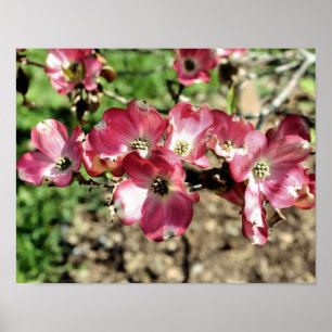 Rosa Dogwood Vår blommor Poster