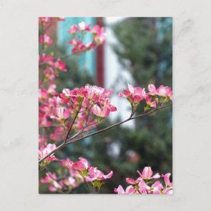 Rosa Dogwood Vykort