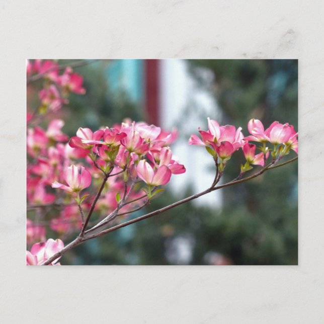 Rosa Dogwood Vykort (Framsida)