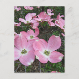Rosa Dogwood Vykort