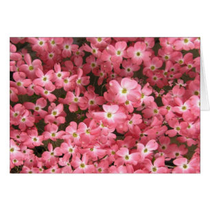 Rosa Dogwoodblommar OBS Kort