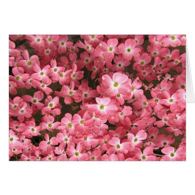 Rosa Dogwoodblommar OBS Kort (Framsidan Horizontal)