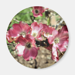 Rosa Dogwoodblomsterfotografimagnet Magnet