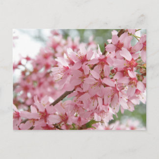 Rosa Dogwoods Vykort