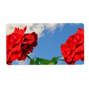 Rosa Don Juan med blå himmel Fraktsedel