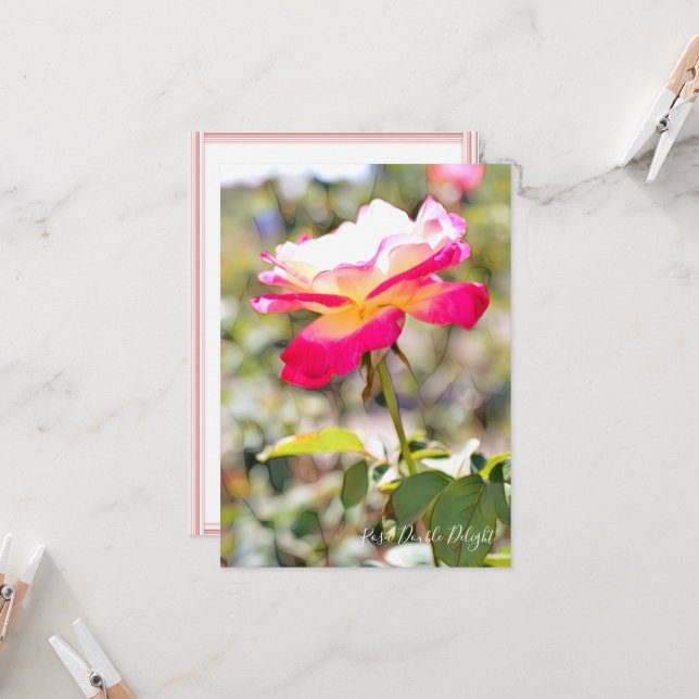 Rosa Double Delight: Flat Card (Fram/Back In Situ)