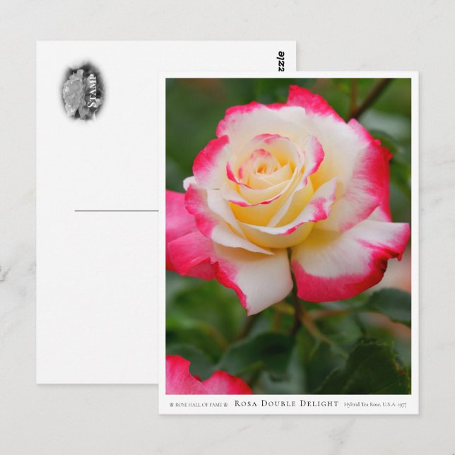 Rosa Double Delight Vykort (Fram/baksida)