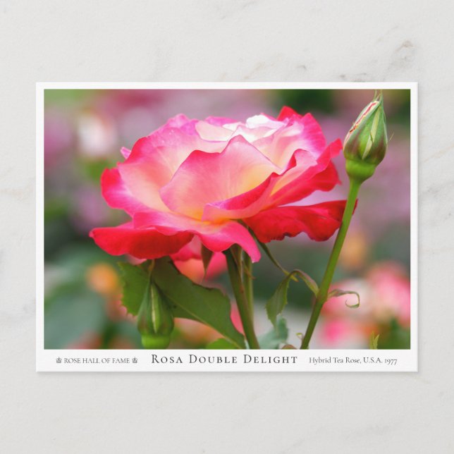 Rosa Double Delight Vykort (Framsida)
