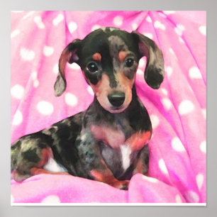 rosa doxie poster
