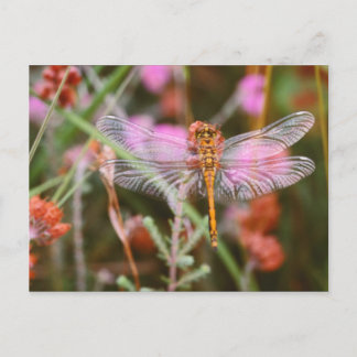 Rosa Dragonfly på vykort för blommor