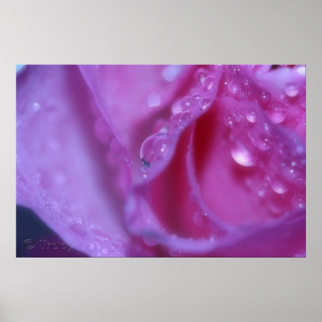 Rosa Dream Poster (Framsidan)