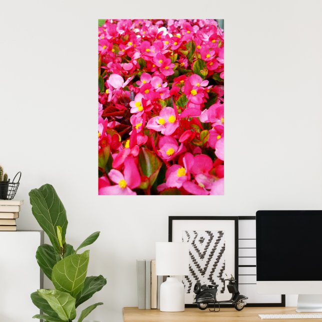 Rosa Droplets of Vår, Begonia Poster (Hemmakontoret)