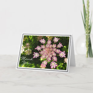Rosa drottning Anne's Snöre blomma med Grönt Folia Kort