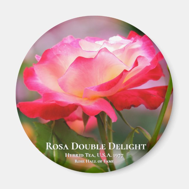 Rosa Dubbla Delight Magnet (Framsidan)