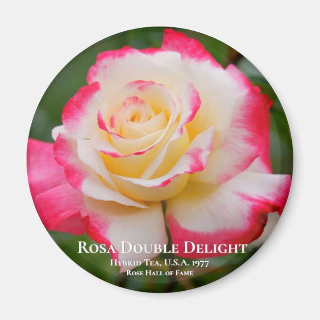 Rosa Dubbla Delight Magnet (Framsidan)