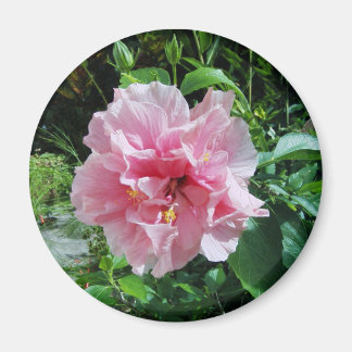Rosa Dubbla Hibiscus Magnet