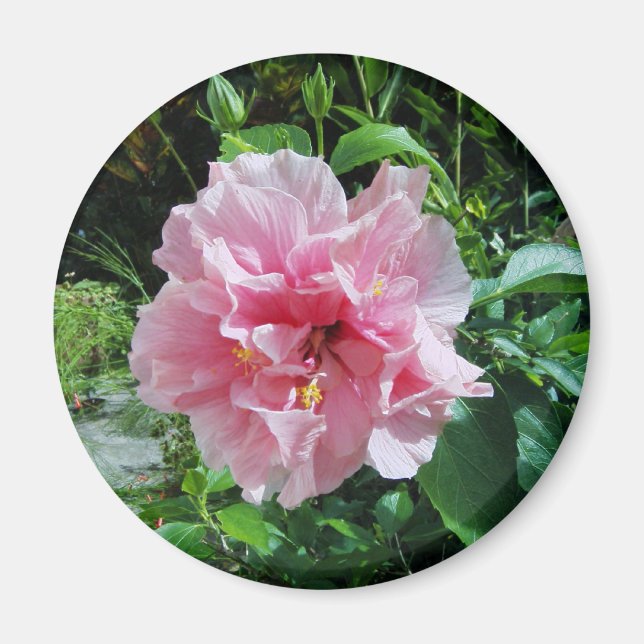 Rosa Dubbla Hibiscus Magnet (Framsidan)
