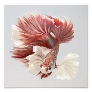 Rosa Dumbo HalfmoonBetta fisk 2 Fototryck