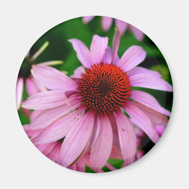 rosa echinacea blommagnet magnet (Framsidan)