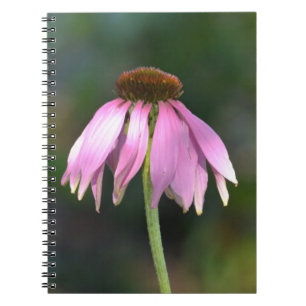 Rosa Echinacea Blomsterfotografi Anteckningsbok