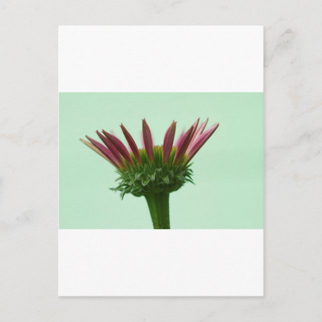 Rosa Echinacea Coneflower Blommar - bakgrund Vykort (Framsida)