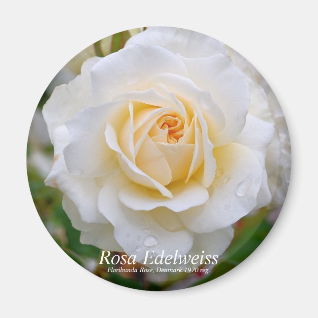 Rosa Edelweiss [Round Magnet] Magnet (Framsidan)