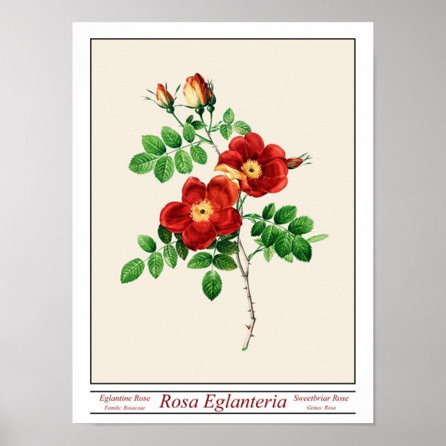 Rosa Eglanteria Beige Poster (Framsidan)