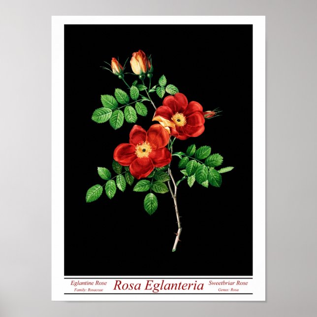 Rosa Eglanteria Black Poster (Framsidan)