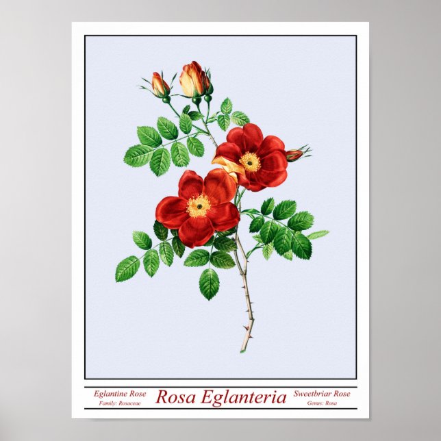 Rosa Eglanteria Blue Poster (Framsidan)