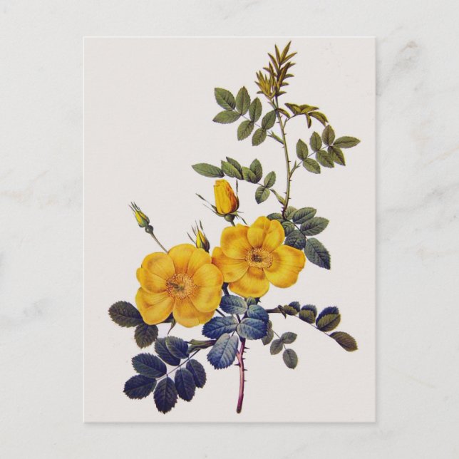 Rosa Eglanteria, P. J. Redoute, vild gul ros Vykort (Framsida)