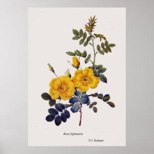 Rosa Eglanteria, vild ro,P. J. Redoute Poster