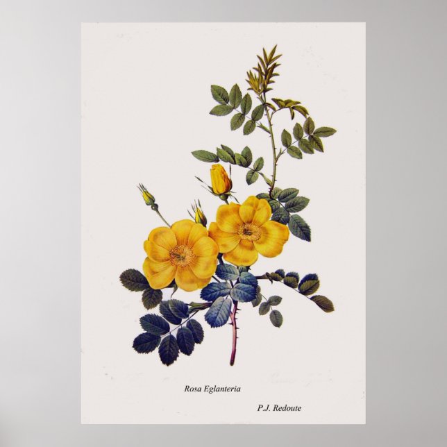 Rosa Eglanteria, vild ro,P. J. Redoute Poster (Framsidan)