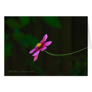 Rosa elegant cosmos-blomma hälsningskort