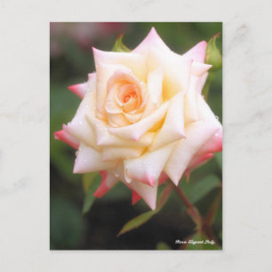 Rosa Elegant Dam Vykort