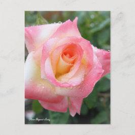 Rosa Elegant Lady [Postcard] Vykort