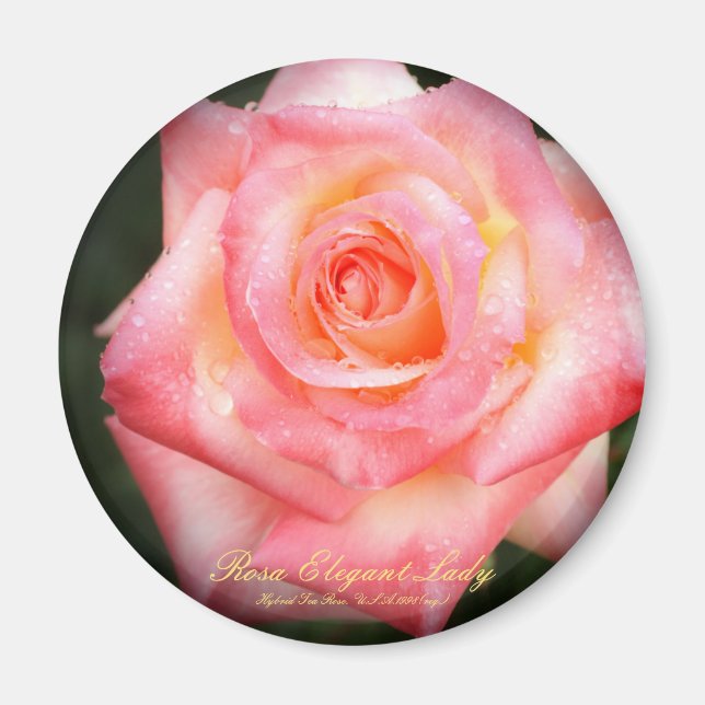 Rosa Elegant Lady：Round Magnet (Framsidan)