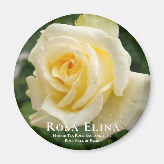 Rosa Elina Magnet (Framsidan)