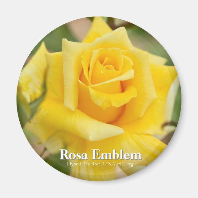 Rosa Emblem Magnet (Framsidan)