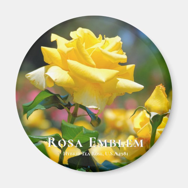 Rosa Emblem Magnet (Framsidan)