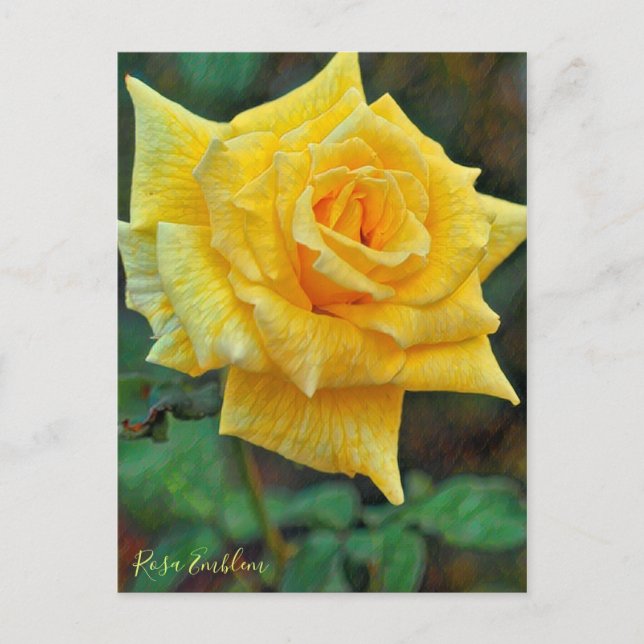 Rosa Emblem [Postcard] Vykort (Framsida)