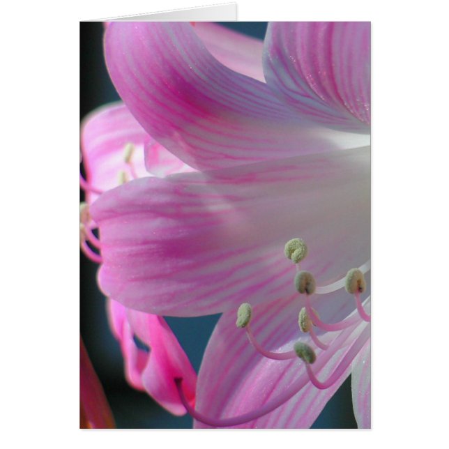 Rosa Embrace-kort Hälsningskort (Framsidan)