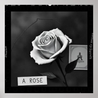 Rosa en blanco y negro estilo negativo de película poster