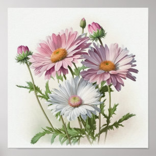 Rosa Engelsk Daisy Flower Art Print Poster