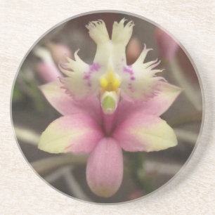 Rosa EpidendrumOrchidkustfartyg Underlägg Sandsten