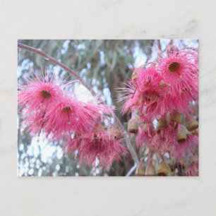 Rosa Eucalyptus Flowers Vykort