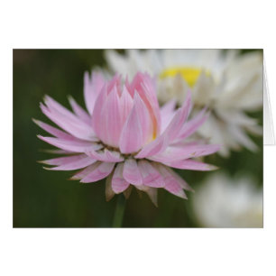 Rosa Everlong Daisy Card Hälsningskort