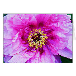 Rosa Explosion Hälsningskort