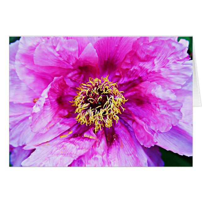 Rosa Explosion Hälsningskort (Framsidan Horizontal)