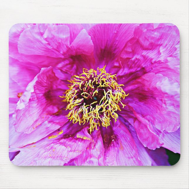 Rosa Explosion Musmatta (Framsidan)