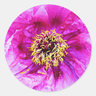 Rosa Explosion Runt Klistermärke
